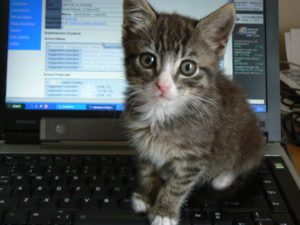 Sometimes you could just have the cat write the content too? Image courtesy of https://www.flickr.com/photos/deerwooduk/579761138